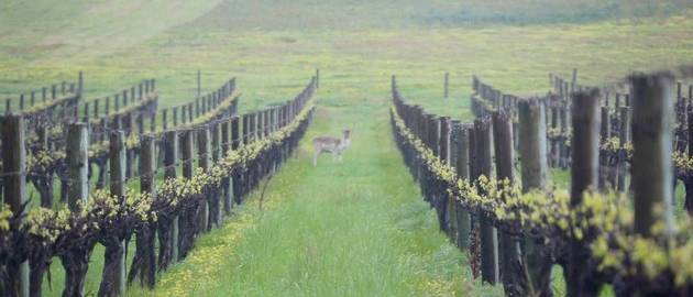 Visiting deer enjoying the fresh grass