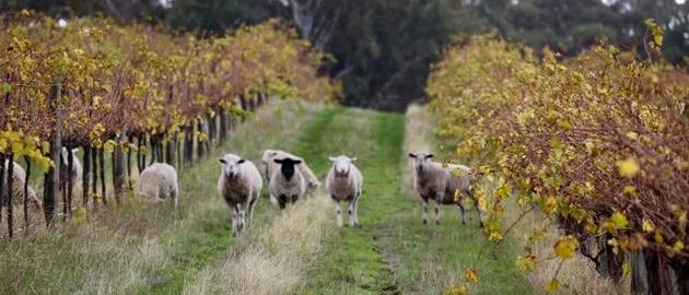 Our sheep are part of the sustainability process