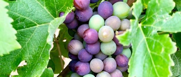 The start of Veraison – always an exciting time