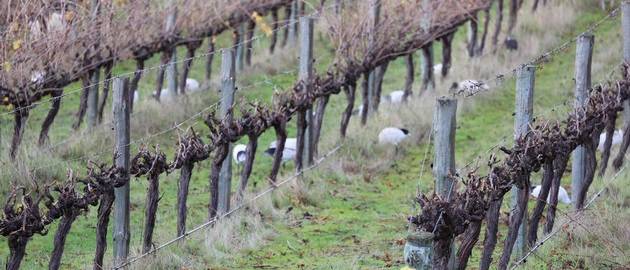 Ibis in the vines contribute to our vineyard sustainability